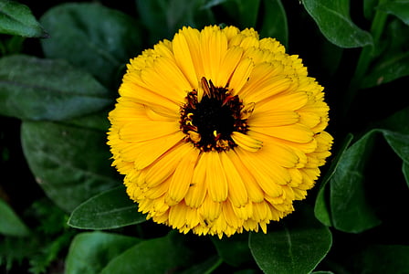 yellow daisy flower on bloom thumbnail