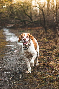 galloping dog on pavement between trees thumbnail