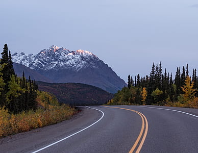 asphalt road surrounded by trees thumbnail