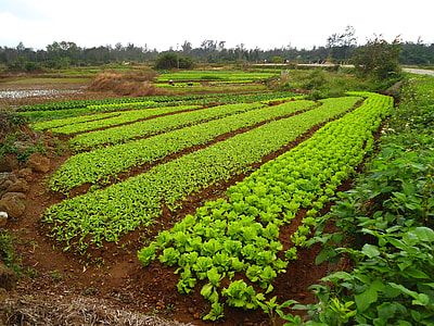 green plant field thumbnail
