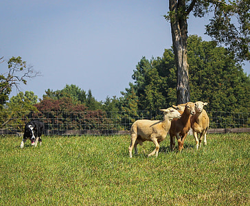 three brown goats on grass field with black and white dog under blue sky thumbnail
