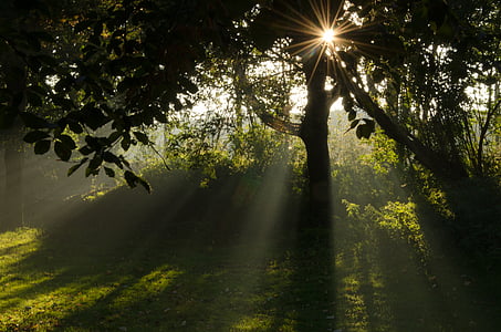 sun rays through tree thumbnail