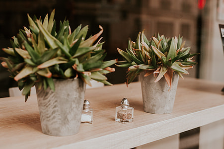 shallow focus photography of green plants on brown table thumbnail