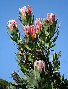 pink flowers plant under blue sky during daytime thumbnail
