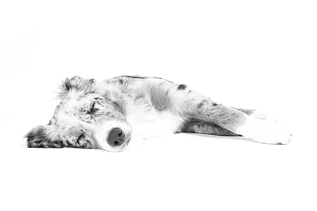 Australian shepherd puppy drawing thumbnail