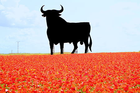 silhouette of bull thumbnail