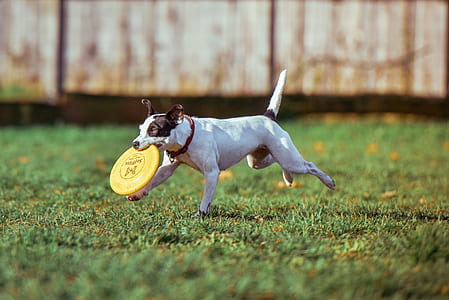 short-coated white and black dog with yellow frisbee disc on mouth thumbnail