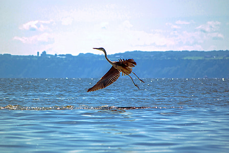 brown and white heron bird flying below calmly body of water under cloudy sky at daytime thumbnail