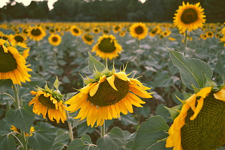 sunflower field thumbnail