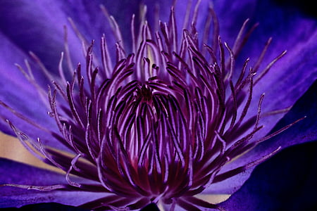 purple clematis flower in macro photography thumbnail