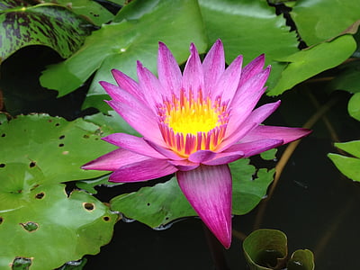 pink petaled flower thumbnail