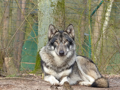 brown and black German shepherd beside tree at daytime thumbnail