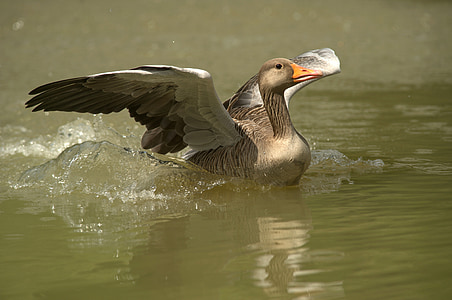 gray domestic goose on water during daytime thumbnail
