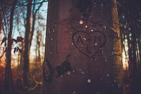A + M and heart carved tree trunk thumbnail