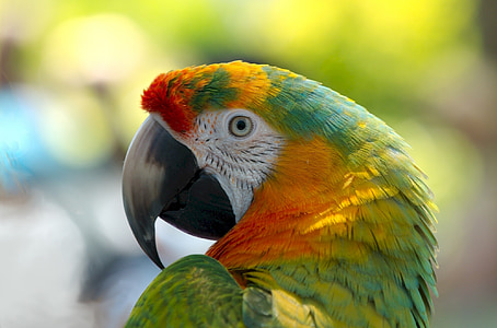 orange and green parrot thumbnail