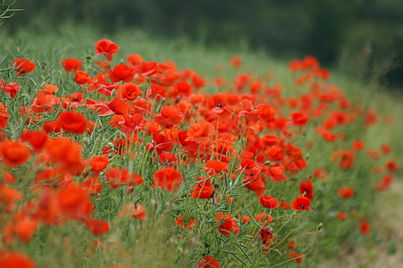 red flowers during daytime thumbnail