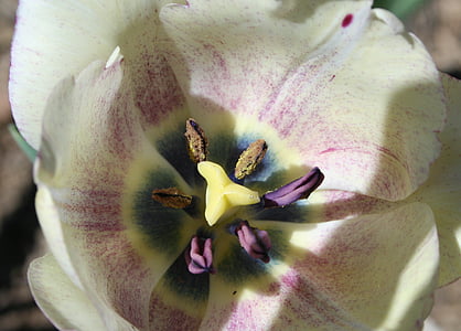 macro shot photography of yellow and purple tulip in bloom thumbnail