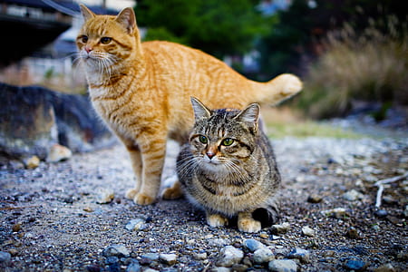 two orange and brown tabby cats thumbnail