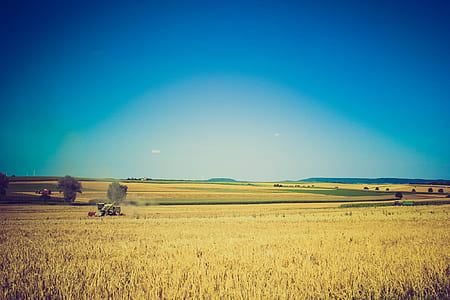 field of wheat thumbnail