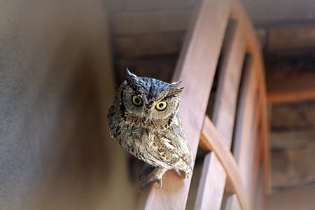 brown owl on brown headboard thumbnail