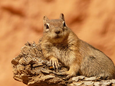 squirrel laying on wood thumbnail