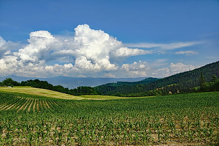 green cornfield at daytime thumbnail