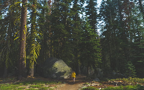 woman in yellow shirt walking along forest during daytime thumbnail