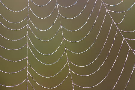 macro photography spider web with dew thumbnail