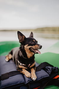 Happy dog in a kayak thumbnail