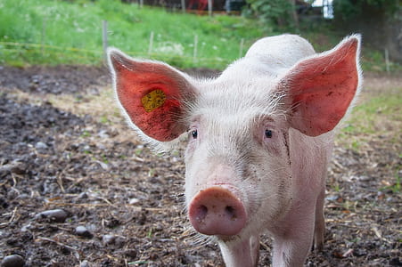 White Pig thumbnail