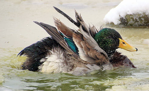 male mallard duck on body of water thumbnail