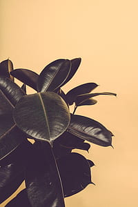 green rubber plant thumbnail