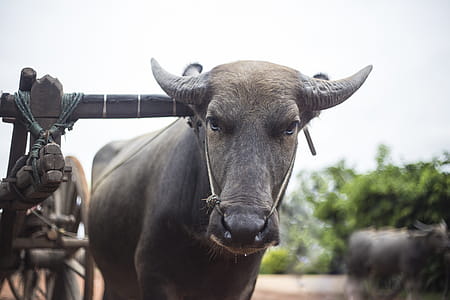 Brown Buffalo thumbnail
