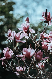 shallow focus of pink flowers thumbnail