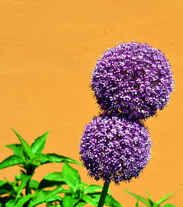 nature, flowers, purple, petals thumbnail