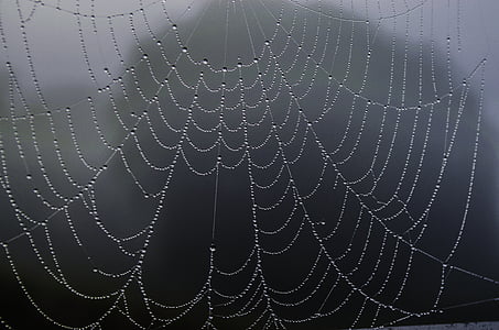 close up photography of spider web thumbnail