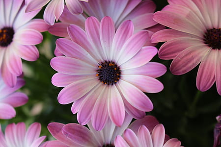 pink flowers thumbnail