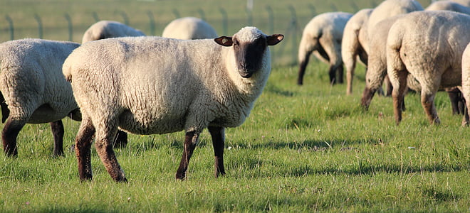 herd of sheep thumbnail