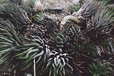 green leaf plant thumbnail