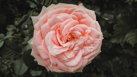 Macro Photography Of Pink Flower thumbnail