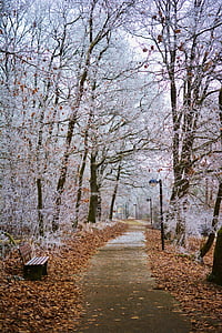 brown wooden bench beside pathway between white leafed trees during daytime thumbnail
