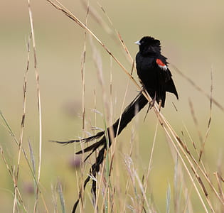 black and red bird on brow grass thumbnail