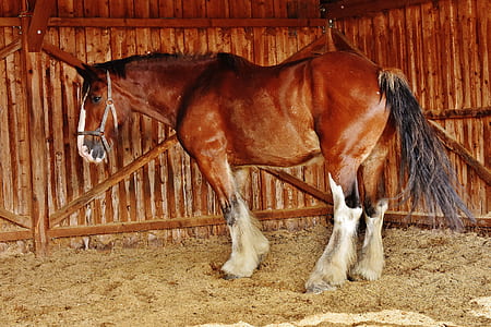 brown and white horse on cage thumbnail