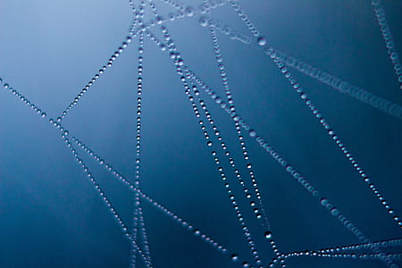 selective focus photography of dew on spider web thumbnail