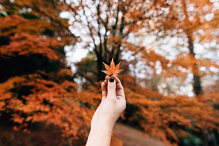 person holding maple leaf thumbnail