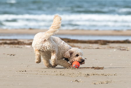 poodle playing with ball on seashore thumbnail