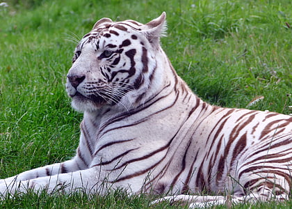 tiger lying on grass field thumbnail