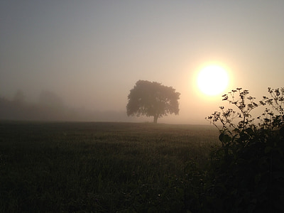 lonesome tree during golden hour thumbnail