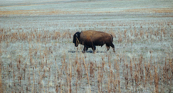 brown mammal on gray land thumbnail
