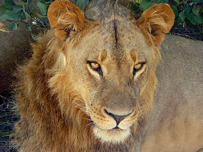 photography of lion on forest thumbnail